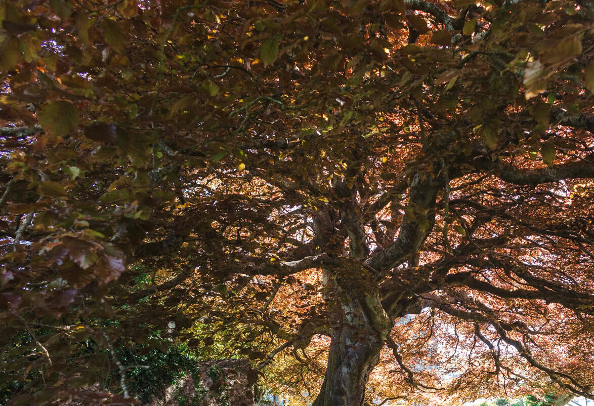 Copper Beech Tree in leaf