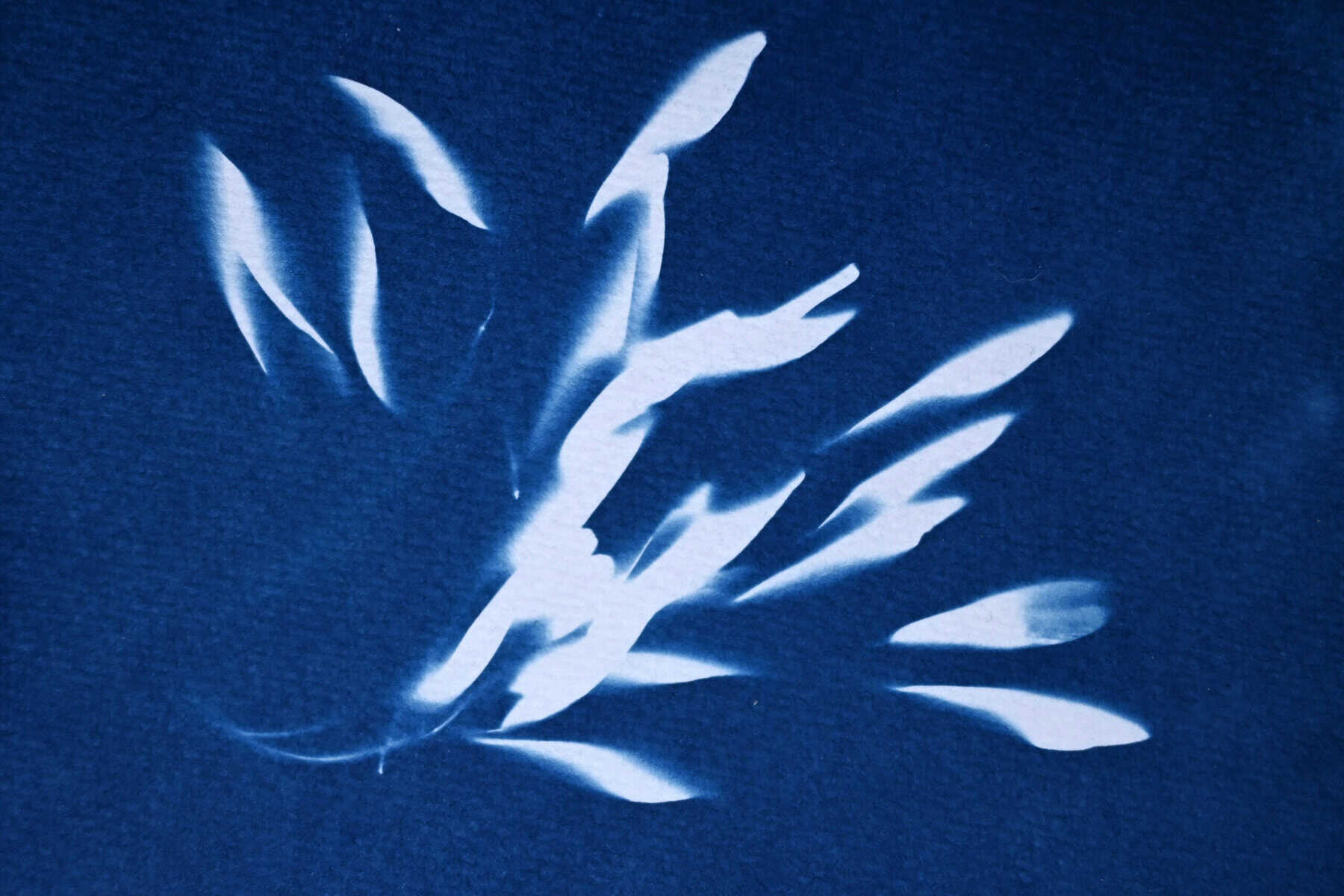 Photographic image white on blue by Manuela