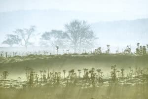 Artistic photo of Morning Mist