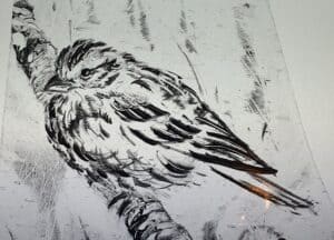 Thrush in stained glass