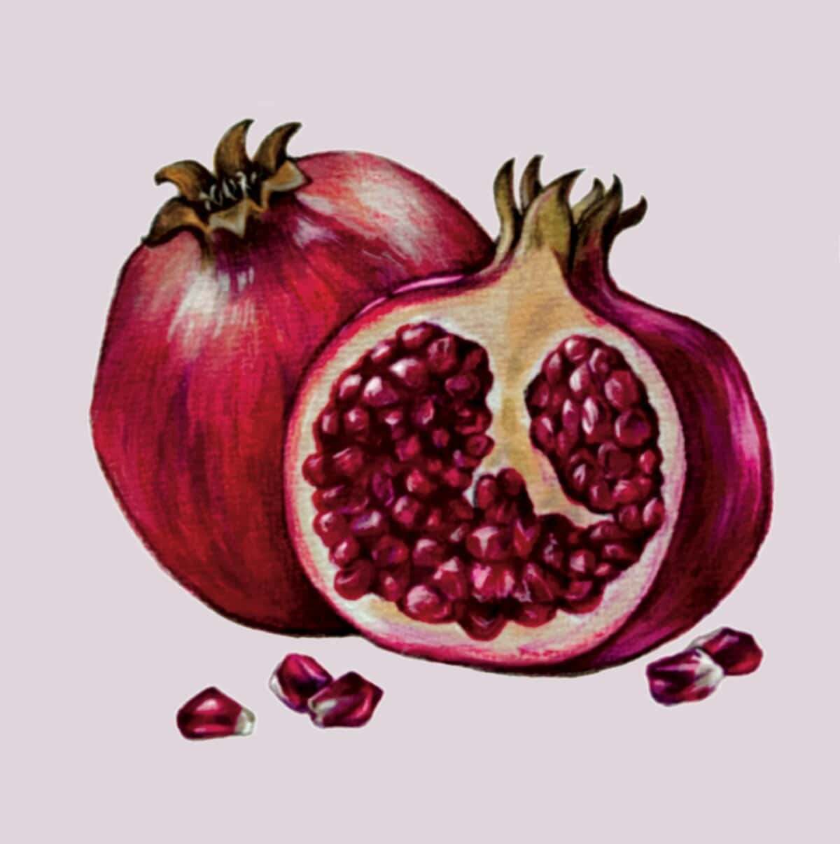 drawing of pomegranite